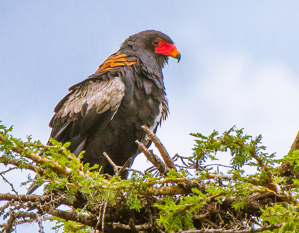 Bateleur