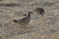 Ruaha Birds