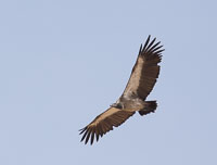 Ruaha Birds