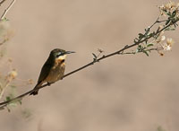 Ruaha Birds