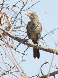 Ruaha Birds