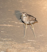 Ruaha Birds