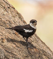 Ruaha Birds