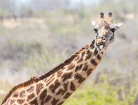 Ruaha Wildlife