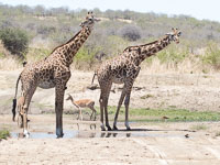 Ruaha Wildlife