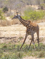 201711_Tanzania_0201.jpg