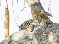 Ruaha Wildlife