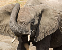 Ruaha Wildlife