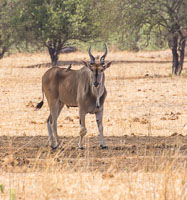 Ruaha Wildlife