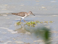 Selous Birds