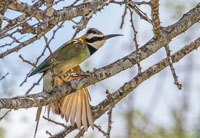 Selous Birds