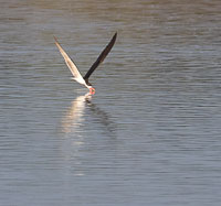 Selous Birds