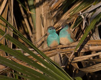 Selous Birds
