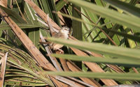 Selous Birds