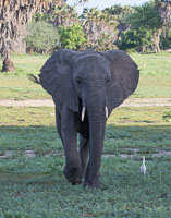 Selous Wildlife