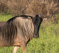 Selous Wildlife