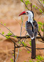 Birdlife in Arusha, Tarangire and Manyara