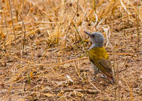 Birdlife in Arusha, Tarangire and Manyara