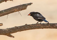 Birdlife in Arusha, Tarangire and Manyara