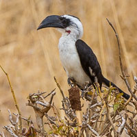 Birdlife in Arusha, Tarangire and Manyara