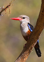 Birdlife in Arusha, Tarangire and Manyara