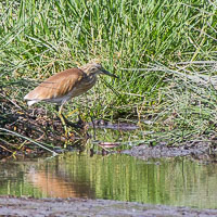 Birdlife in Arusha, Tarangire and Manyara
