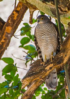 Birdlife in Arusha, Tarangire and Manyara