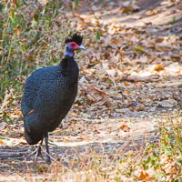 Birdlife in Arusha, Tarangire and Manyara