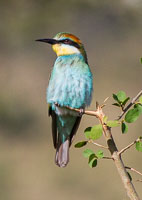 Birdlife in the Serengeti