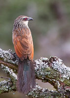 Birdlife in the Serengeti