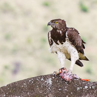 Birdlife in the Serengeti