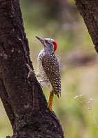 Birdlife in the Serengeti