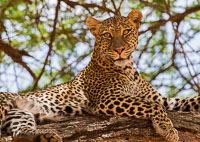 Wildlife in Arusha, Tarangire and Manyara