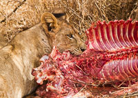 Wildlife in Arusha, Tarangire and Manyara