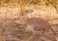 Wildlife in Arusha, Tarangire and Manyara