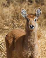 Wildlife in Arusha, Tarangire and Manyara