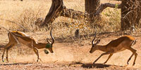 Wildlife in Arusha, Tarangire and Manyara