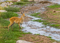 Wildlife in Arusha, Tarangire and Manyara