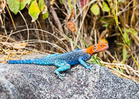 Wildlife in Arusha, Tarangire and Manyara