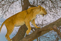 Wildlife in Arusha, Tarangire and Manyara