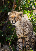 Wildlife in the Serengeti