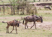 Wildlife in the Serengeti