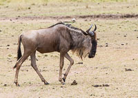 Wildlife in the Serengeti