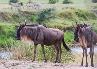 Tanzania_2012_392.jpg