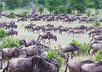 Tanzania_2012_393.jpg