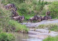 Wildlife in the Serengeti