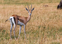 Wildlife in the Serengeti